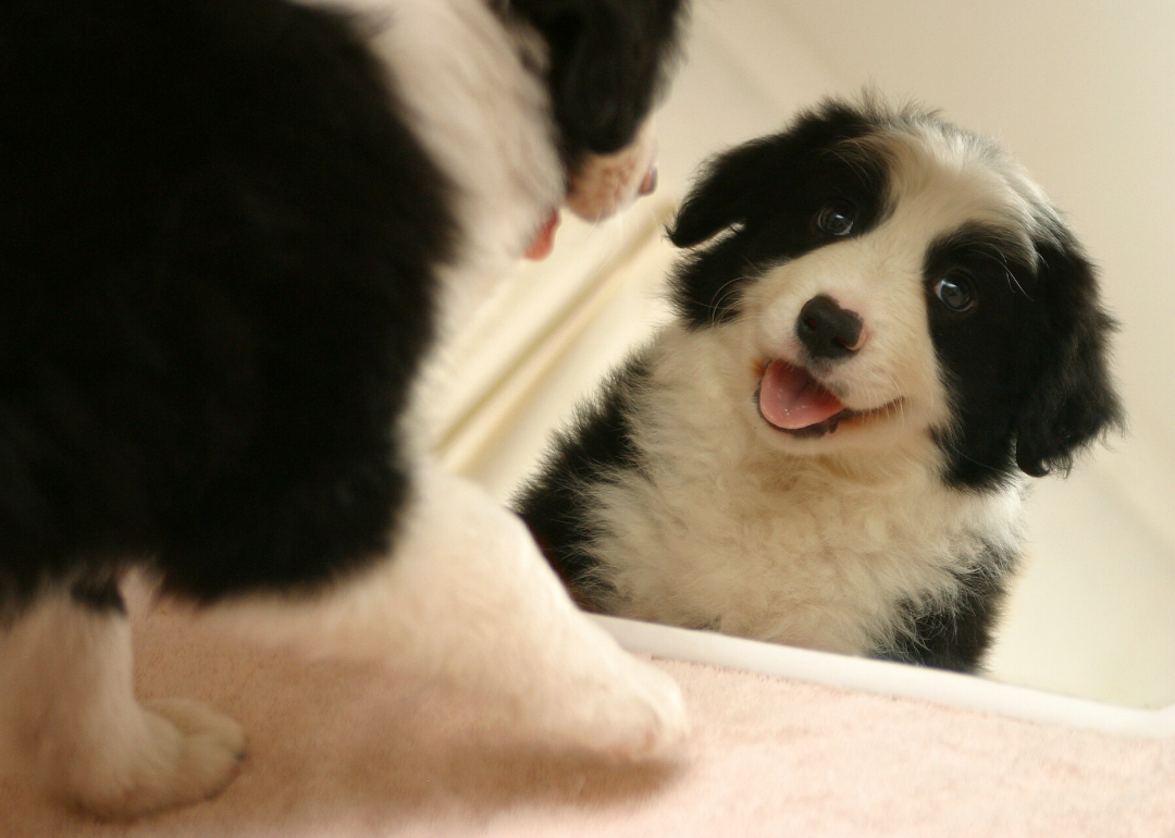 Dogs don't recognize themselves in a mirror but may have self-awareness